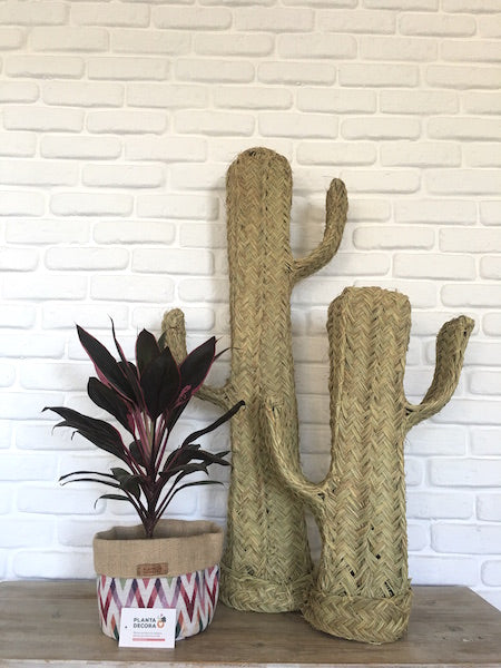 Cactus decorativos